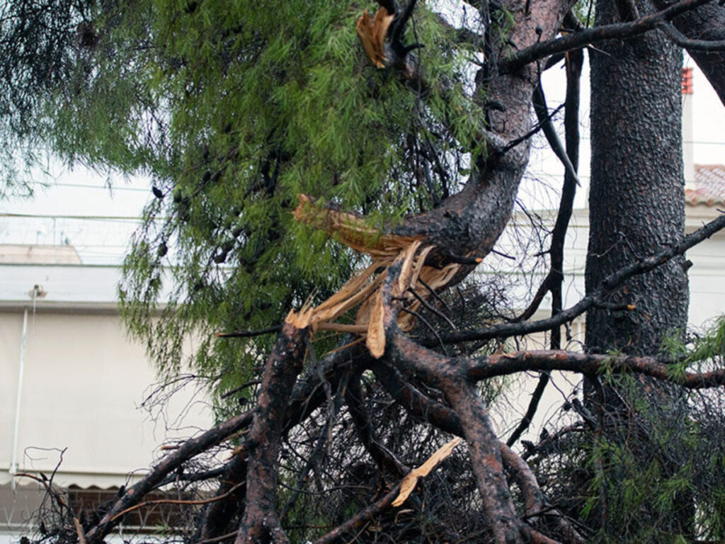 Λαμία:-Σοκαριστικό-ατύχημα!-Κλαδί-καρφώθηκε-σαν-δόρυ-στο-παρμπρίζ-εν-κινήσει-αυτοκινήτου