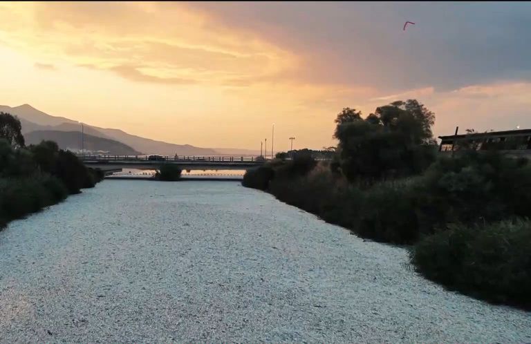 Βόλος:-“Καμπανάκι”-καθηγητή:-Μην-κολυμπάτε!-Τα-νεκρά-ψάρια-αποτελούν-τον-καλύτερο-μεζέ-για…